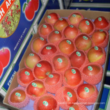 Abastecimento de fábrica Fresh Red Gala Apple